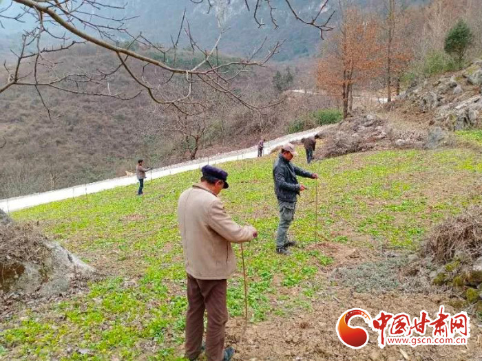 【甘肅全民戰(zhàn)“疫”】戰(zhàn)“疫”中，隴南稻坪的春天