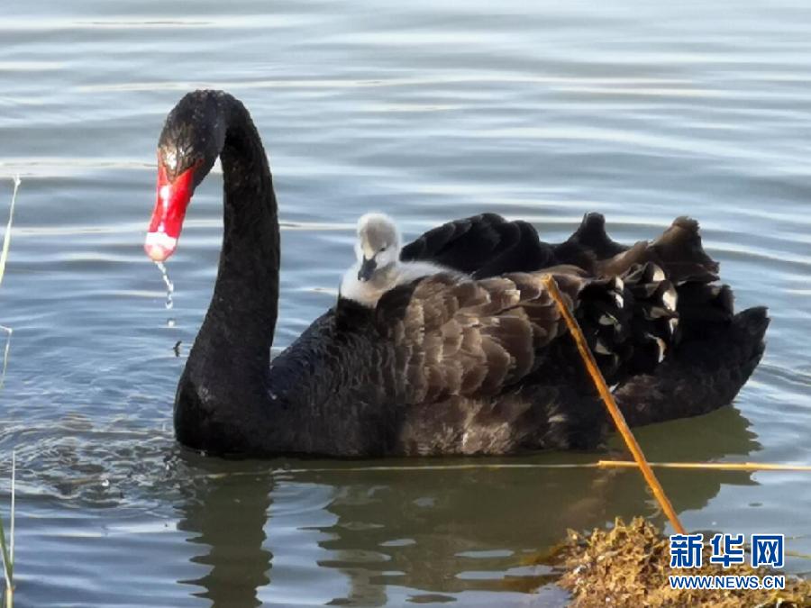 萌化了！黑天鵝寶寶出窩“游湖”