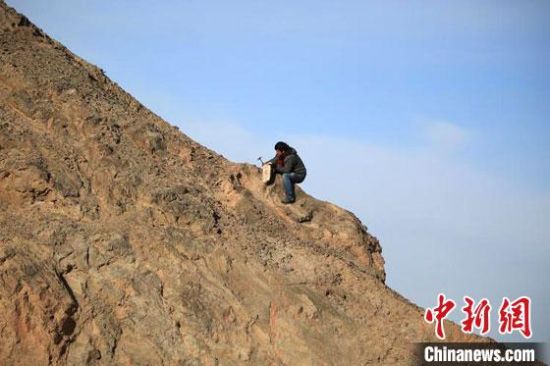 圖為敦煌“80后”畫家張杰龍?jiān)诙鼗腿Ｉ嚼锊杉V石顏料。(資料圖)受訪者供圖