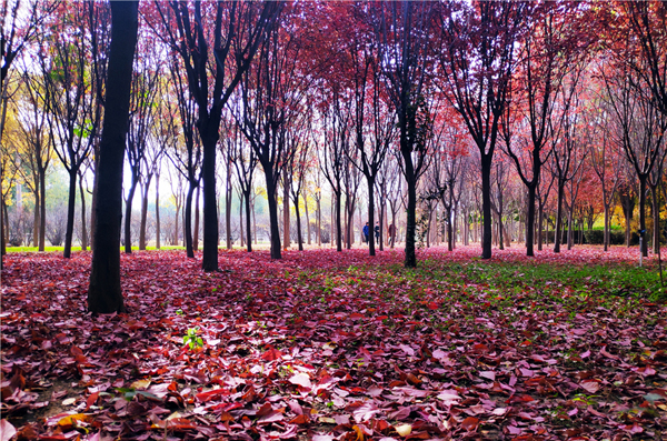 【“醉”美深秋 】深秋，請到蘭州這片紅葉林里走走