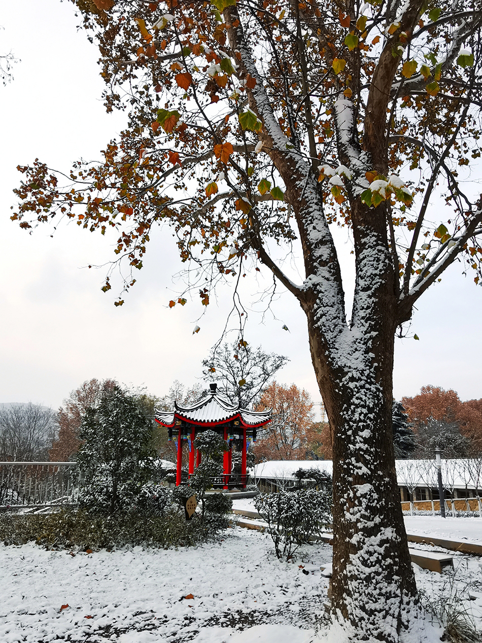 高清大圖|天水弘文園初雪，你喜歡嗎？