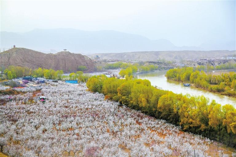 甘肅旅游丨唐汪杏花開 楚楚等君來 在這里賞花看丹霞，美哉！
