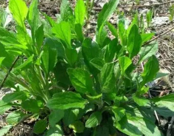 注意！路邊的野菜可不能亂采