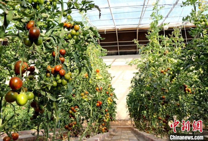 12月14日，甘肅省武威市民勤縣紅旗谷現(xiàn)代農(nóng)業(yè)產(chǎn)業(yè)園，溫棚內(nèi)“水果西紅柿”長勢良好?！●R愛彬 攝