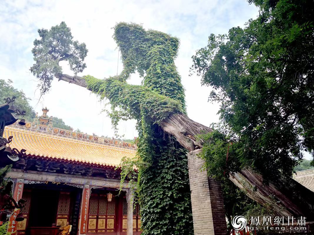 “山頭南郭寺，水號(hào)北流泉。老樹空庭得，清渠一邑傳?！倍鸥υ娭械摹袄蠘洹?，指的就是這株春秋古柏，為南郭寺的“鎮(zhèn)寺之寶”。胡江 攝