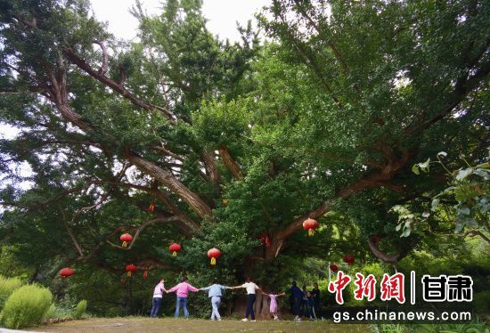 隴南徽縣境內(nèi)最古老的銀杏樹。當?shù)貍髡f，它已有千年樹齡。（資料圖）殷春永 攝