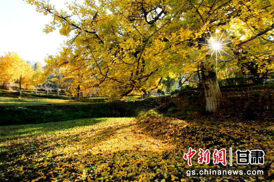 隴南徽縣銀杏樹最美的時候，當屬每年的10月至11月。圖為樹葉已染黃的銀杏樹。張承榮 攝