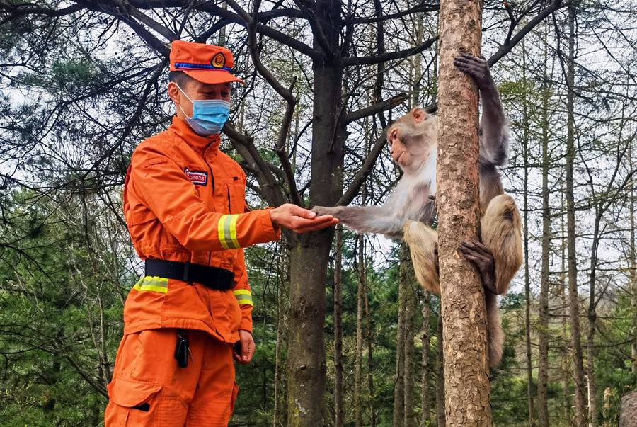 【甘快看】嗨！你好！甘肅隴南森林消防員巡護(hù)途中偶遇野生獼猴群