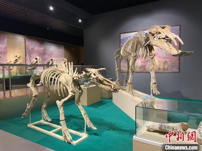 圖為5月底，和政縣古動(dòng)物化石博物館內(nèi)修復(fù)后的古生物化石?！「哒?攝