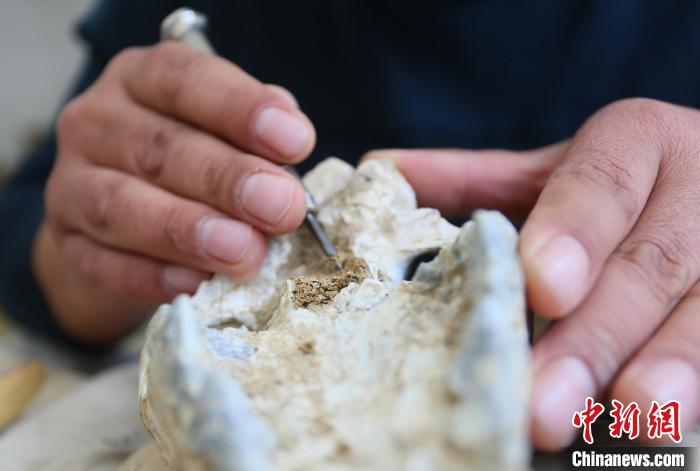 2022年6月，在和政古動(dòng)物化石博物館內(nèi)，古生物化石修復(fù)師對(duì)化石進(jìn)行修復(fù)。(資料圖) 高展 攝