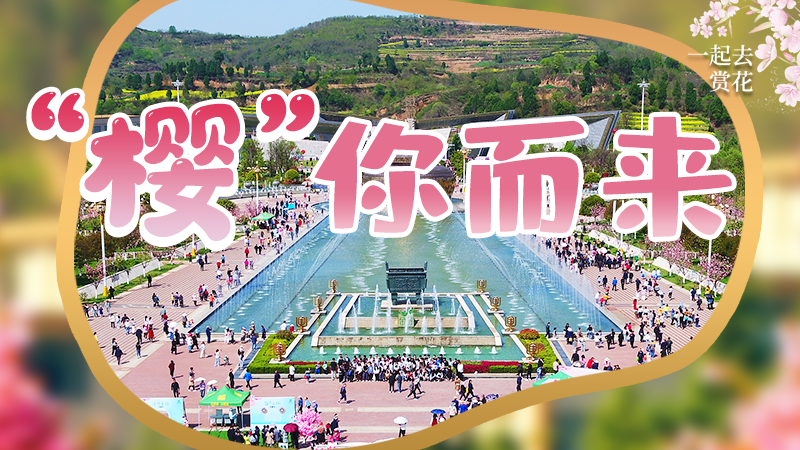 海報(bào)|春色爛漫，一組海報(bào)“云賞”櫻花盛開