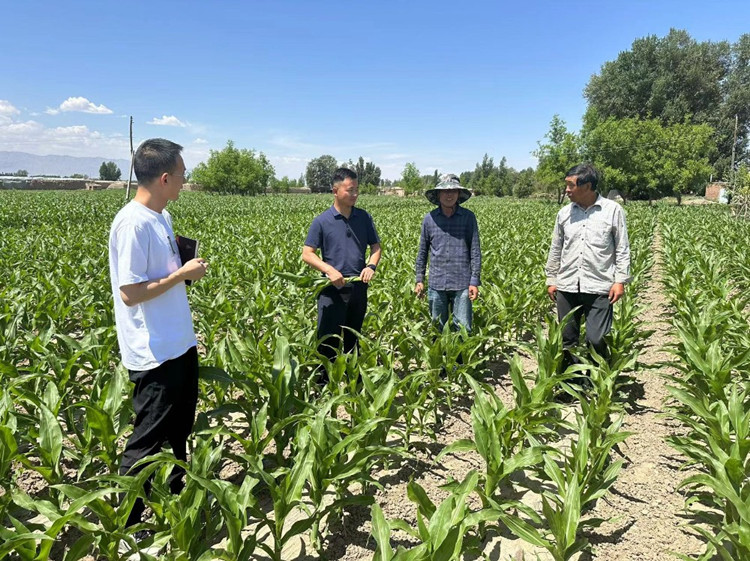 臨澤縣蓼泉鎮(zhèn)紀(jì)委工作人員深入田間地頭，現(xiàn)場(chǎng)了解玉米制種長勢(shì)和產(chǎn)業(yè)發(fā)展情況。.jpg