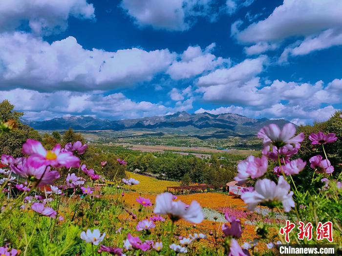 圖為盛夏時(shí)節(jié)的油嘴灣“花?！??！∈茉L者供圖