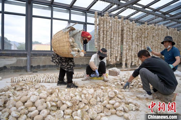 5月10日，甘肅省甘南藏族自治州迭部縣一青稞酒廠，工作人員用青稞面和青稞草等制成的曲坯用繩子串起來(lái)，方便掛起來(lái)曬干。九美旦增　攝