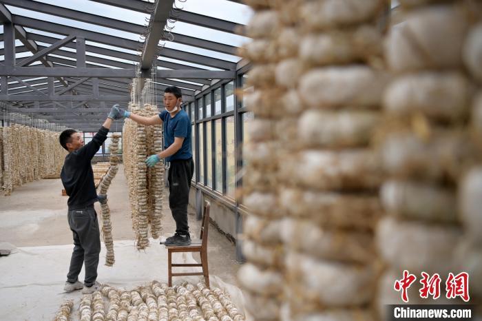 圖為5月10日，工作人員將用青稞面和青稞草等制成的曲坯用繩子串起來(lái)晾曬。九美旦增　攝