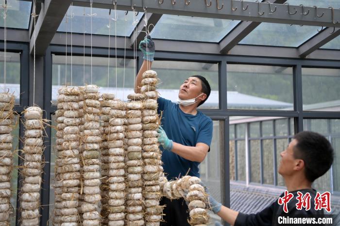 圖為5月10日，工作人員將用青稞面和青稞草等制成的曲坯用繩子串起來(lái)晾曬。九美旦增　攝