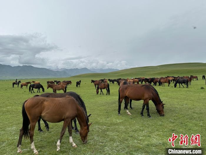 7月中旬，在山丹馬場草原上吃草的“山丹馬”?！〈魑牟?攝