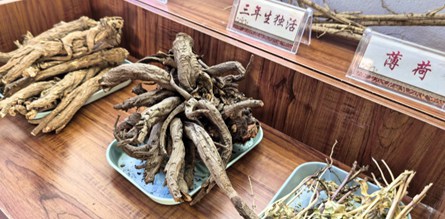 從田間到市場(chǎng) 民樂(lè)縣中藥材產(chǎn)業(yè)“鏈”出致富路
