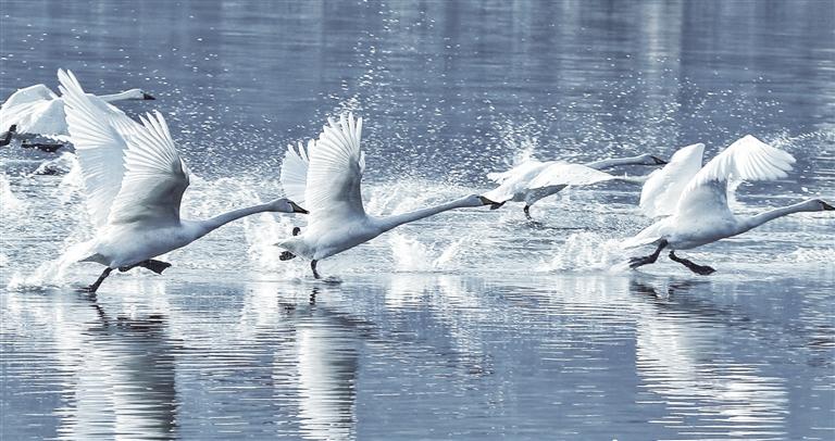 白天鵝如約而至 三河口旅游升溫