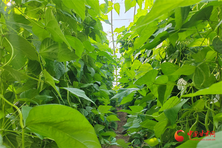 高臺(tái)：冬日大棚綠意濃“蔬”寫增收好“錢”景